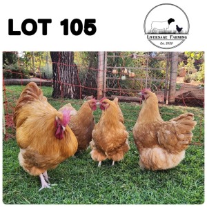 5X Buff Orpingtons Rooster + Hen Liversage (Pay per Animal)