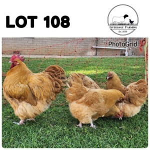 5X Buff Orpingtons Rooster + Hen Liversage (Pay per Animal)