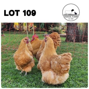 5X Buff Orpingtons Rooster + Hen Liversage (Pay per Animal)