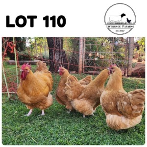 5X Buff Orpingtons Rooster + Hen Liversage (Pay per Animal)