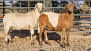 2X GEKEUR MEATMASTER EWE GELYKFONTEIN / SCHALK & MARENE VAN DER WALT (Pay per Animal)