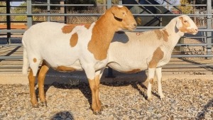 2X GEKEUR MEATMASTER EWE GELYKFONTEIN / SCHALK & MARENE VAN DER WALT (Pay per Animal)