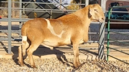 1X GEKEUR MEATMASTER RAM MEYERSFONTEIN MEATMASTER / DUBIE DE BRUYN