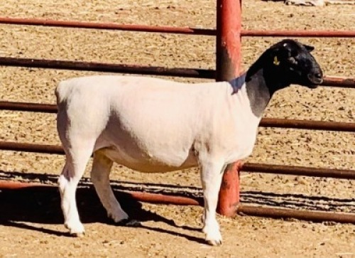 LOT 138 1 X DORPER OOI/EWE KOWIE DE WITT DORPERS T5