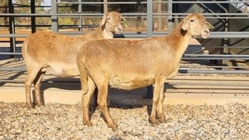2X GEKEUR MEATMASTER EWE MEYERSFONTEIN MEATMASTER / DUBIE DE BRUYN (Pay per Animal)