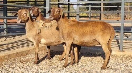3X GEKEUR MEATMASTER EWE MEYERSFONTEIN MEATMASTER / DUBIE DE BRUYN (Pay per Animal)