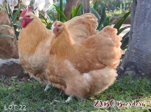 2X CHICKENS M+F ZABO BOERDERY / CHRISTIAN VON WIELLIGH (Pay per Animal)