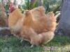 2X CHICKENS M+F ZABO BOERDERY / CHRISTIAN VON WIELLIGH (Pay per Animal)