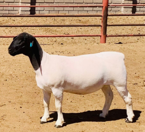 LOT 135 1 X DORPER OOI/EWE KOWIE DE WITT DORPERS T5