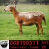 LOT 2 2X MEATMASTER OOI/EWE COLLEN MEATMASTERS (PER STUK OM LOT TE NEEM/PER PIECE TO TAKE THE LOT) - 3