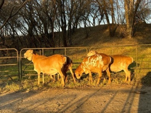 4X PERSIE EWE ALBERT VAN ZYL (Pay per animal)