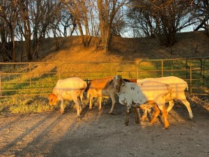 4X PERSIE EWE ALBERT VAN ZYL (Pay per animal)