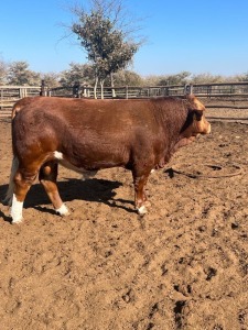 1X Simmental Bull