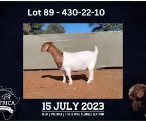 1X BOER GOAT FLOCK DOE BOOYSEN BDY