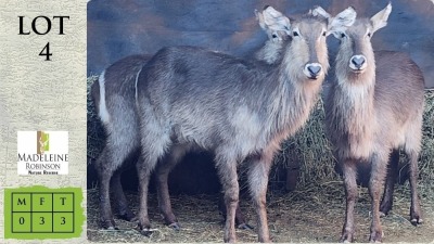 3X WATERBOK V/F:3 Madeleine Robinson Nature Reserve (Pay per animal)