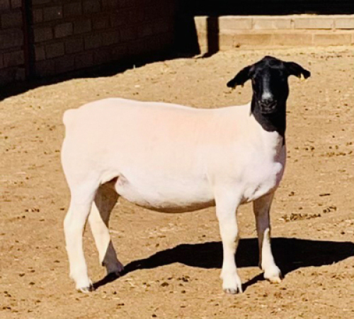 LOT 140 1 X DORPER OOI/EWE KOWIE DE WITT DORPERS STOET/STUD