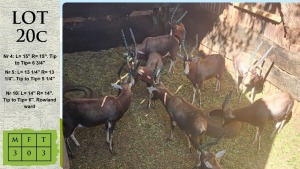 3X BLESBOK M:3 Hencke Marais (Pay per animal)