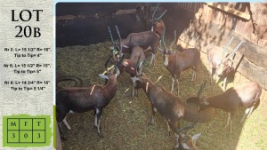 3X BLESBOK M:3 Hencke Marais (Pay per animal)