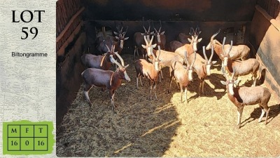 16X BLESBOK M:16 Steyl Wild Pty Ltd (Pay per animal)