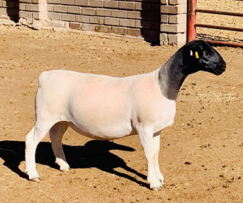 LOT 137 1 X DORPER OOI/EWE KOWIE DE WITT DORPERS T5