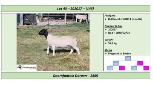 LOT 143 1 X DORPER OOI/EWE DOORNFONTEIN DORPERS T5