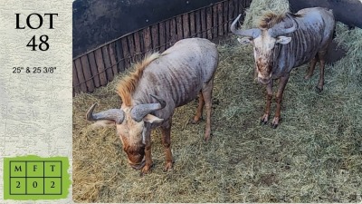 2X GOUE WILDEBEES M:2 Bloemzicht Trust (Pay per animal)