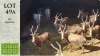 3X BLESBOK M:3 Steyl Wild Pty Ltd (Pay per animal)