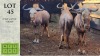 3X GOUE WILDEBEES M:3 Bloemzicht Trust (Pay per animal)