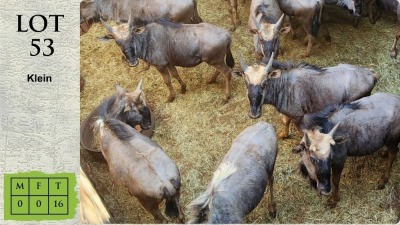 16X BLOUWILDEBEES Madeleine Robinson Nature Reserve (Pay per animal)