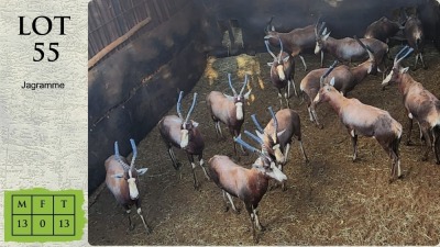 13X BLESBOK M:13 Steyl Wild Pty Ltd (Pay per animal)