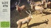 10X BLESBOK M:10 Steyl Wild Pty Ltd (Pay per animal)