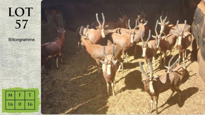 16X BLESBOK M:16 Steyl Wild Pty Ltd (Pay per animal)