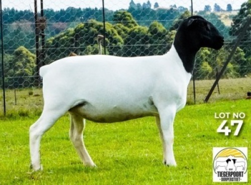 LOT 147 1 X DORPER OOI/EWE Tiegerpoort Dorper Stoet STOET
