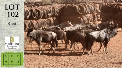 11X BLOUWILDEBEES Madeleine Robinson Nature Reserve (Pay per animal)