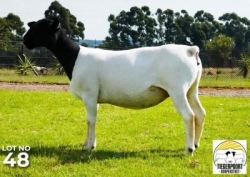 LOT 148 1 X DORPER OOI/EWE Tiegerpoort Dorper Stoet T5
