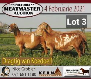 LOT 3 2X MEATMASTER OOI MET LAM/EWE WITH EWE KERN MEATMASTERS(PER STUK OM LOT TE NEEM/PER PIECE TO TAKE THE LOT) 