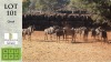 13X BLOUWILDEBEES Madeleine Robinson Nature Reserve (Pay per animal)