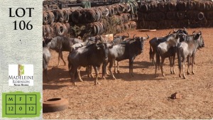 12X BLOUWILDEBEES M:12 Madeleine Robinson Nature Reserve (Pay per animal)