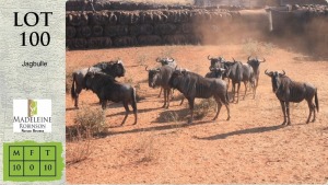 10X BLOUWILDEBEES M:10 Madeleine Robinson Nature Reserve (Pay per animal)