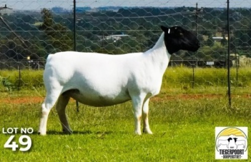 LOT 149 1 X DORPER OOI/EWE Tiegerpoort Dorper Stoet STOET