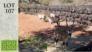 8X GEMSBOK Ocla Investments (Pay per animal)