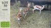 3X HARTWATER SPRINGBOK V/F:3 Bharoegh Landgoed (Pay per animal)