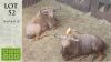 2X GOUE WILDEBEES M:2 Trollope Brothers (Pay per animal)