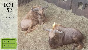 2X GOUE WILDEBEES M:2 Trollope Brothers (Pay per animal)