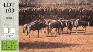 12X BLOUWILDEBEES Madeleine Robinson Nature Reserve (Pay per animal)