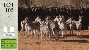 11+2X ZEBRA Madeleine Robinson Nature Reserve (Pay per animal)