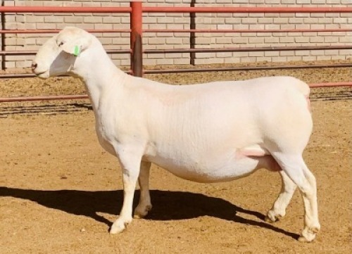 LOT 156 1 X WIT DORPER OOI/EWE KOWIE DE WITT WIT DORPERS STOET/STUD