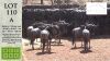 5X BLOUWILDEBEES M:5 Meletse Game Breeders (Pay per animal)