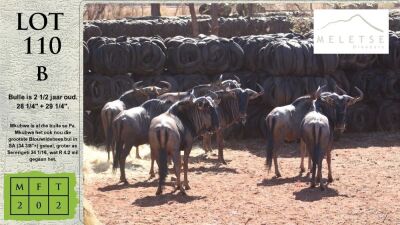 2X BLOUWILDEBEES M:2 Meletse Game Breeders (Pay per animal)