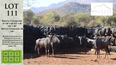 5X BLOUWILDEBEES M:5 Meletse Game Breeders (Pay per animal)